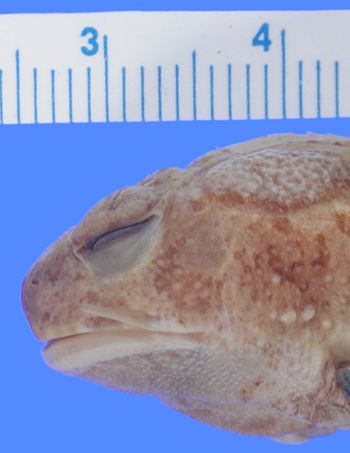 Media type: image; Herpetology A-29628